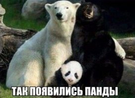 Почему новорожденные панды настолько крошечные?