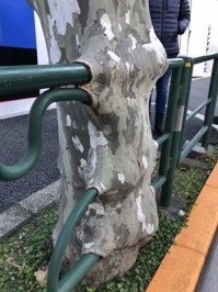 Это чем же забор покрашен, что за столько лет краска не слезла?