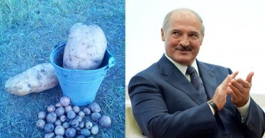 Британка вместо подушки получила “лысую картошку”