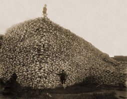 Есть такой фактор - климат.  Животные тупо идут туда, где нет засухи, есть трава. А миграция животных есть везде. И в Америке, и в Азии.  В Америке была массовая миграция бизонов. Пока их белые люди не истребили.