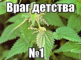 Прикольные и смешные картинки