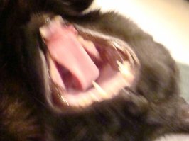 Моё любимое чучелко