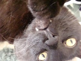 Моё любимое чучелко