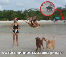 Прикольные и смешные картинки