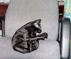 Чорный ПантерЪ