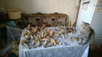 Присмотритесь,вон там,справа,мой здоровяк))