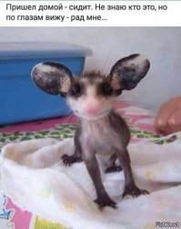 Прикольные и смешные картинки