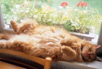 Смешные картинки и не очень