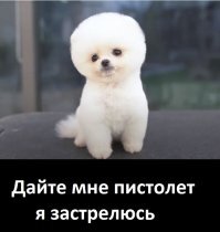 30 собак, которых просто не узнать после стрижки