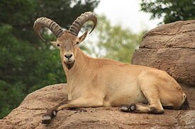 Это кубанский тур , семейство козловых. Так что всё по теме. А вот с тобой, вопрос.