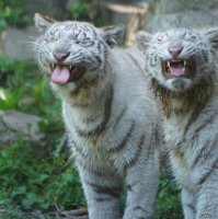 "Сегодня убежденному сексисту, не желающему терпеть рядом с собой болтливых попутчиц, выбора практически не оставлено. Разве что проехаться от Нью-Йорка до Чикаго на такси." Да?! А если я скажу наивному автору, что можно тупо выкупить все три  рядя сидений вокруг себя? Дорого конечно, но тоже сработает, не говоря уже о частных легкомоторных самолётах...