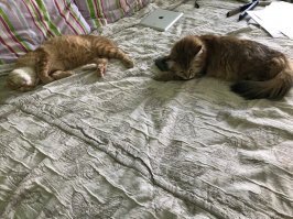 по усам видно , матерый  а это мои , сибирка и гопарь из Звенигорода