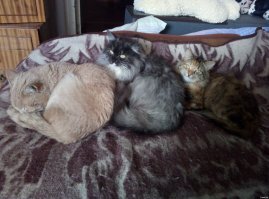 Мои зайцы: Рыжий 6 лет дома, Нюша 3 года дома и Маша 1,5 года дома.