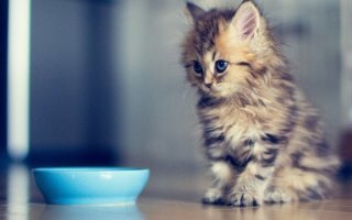 40 собак и кошек, в глазах которых светятся любовь и обожание