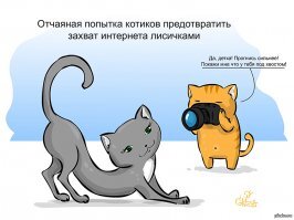 Лисы - милейшие создания на планете!