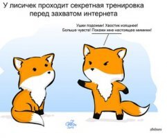 Лисы - милейшие создания на планете!