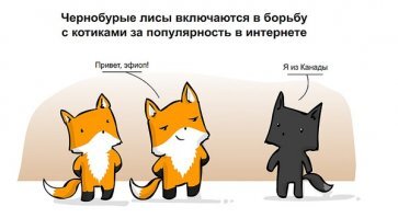 Лисы - милейшие создания на планете!