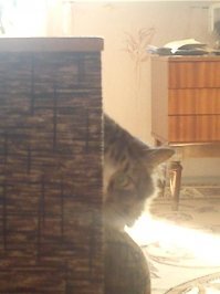 25 коварных кошек, задумавших тайно убить своих хозяев