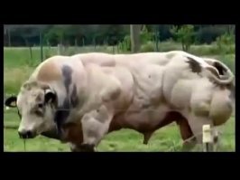 Ну если сравнивать двух видов качков на тему количества и качества мяса, то ставлю на голубого))