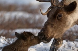 "А олени лучше"