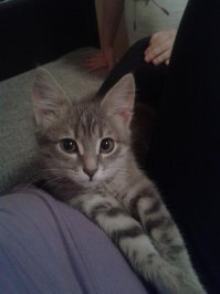 40 собак и кошек, в глазах которых светятся любовь и обожание