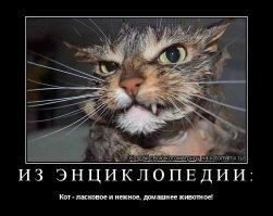 25 коварных кошек, задумавших тайно убить своих хозяев
