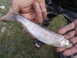 в основном на фидер и спиннинг. А рыбачу везде)) Ну сейчас - это река Чулым и около нее. 

Самое прикольное: