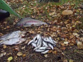 в основном на фидер и спиннинг. А рыбачу везде)) Ну сейчас - это река Чулым и около нее. 

Самое прикольное: