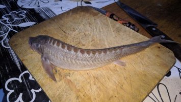 в основном на фидер и спиннинг. А рыбачу везде)) Ну сейчас - это река Чулым и около нее. 

Самое прикольное: