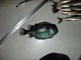 в основном на фидер и спиннинг. А рыбачу везде)) Ну сейчас - это река Чулым и около нее. 

Самое прикольное: