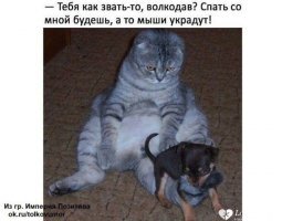 Прикольные и смешные картинки