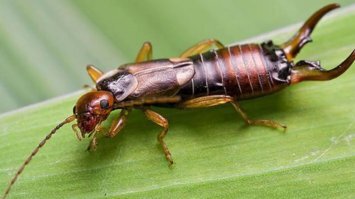 про уховерток расказ в студию