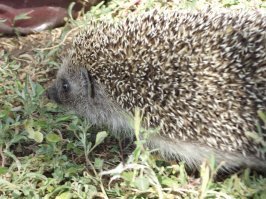 Какой-то глюк с картинками... не хотят все сразу грузится...