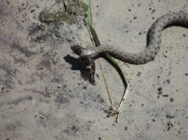 Какой-то глюк с картинками... не хотят все сразу грузится...