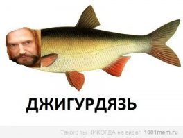 Пернатый подстрекатель вмешался в конфликт двух котов