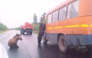 Встреча с молодым медведем на дороге
