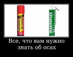 Их называют летающими волками