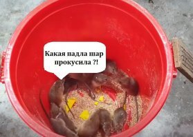Простая, но эффективная ловушка для крыс и мышей