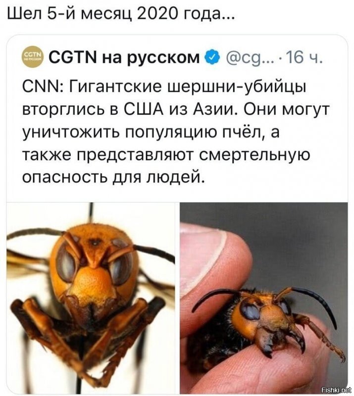 Политические комментарии из инета