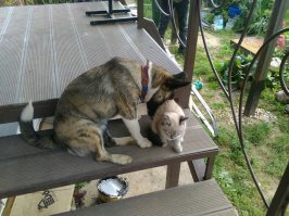 Это первый день знакомства с новой кошечкой ) правда не из приюта, а с улицы