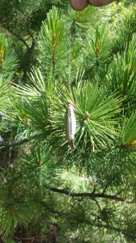 С котиками вот на рыбалку ездил и это самое "большое", что вообще когда-то ловил! До сих пор не понял как оно так получилось...