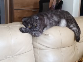 мои Гизмо и Тейа)