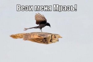 Нахальная чёрная птица села прямо во время полёта на спину сове