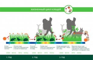 Это спаривание клещей, просто самец не успел закончить свои дела пока дама была занята едой. Более подробную информацию можете найти здесь: