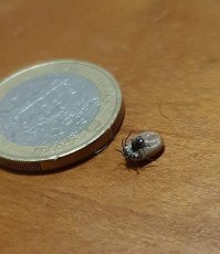 Это спаривание клещей, просто самец не успел закончить свои дела пока дама была занята едой. Более подробную информацию можете найти здесь: