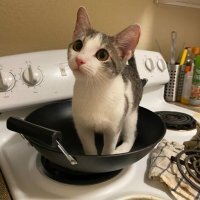 Животные, которые и сами не против присмотреть за хозяевами