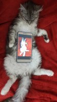 Коты - наше всё: милейшие фото кошек, которые подарят вам лучик добра