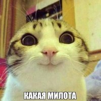 Подобранный с улицы кот преподнес хозяевам сюрприз