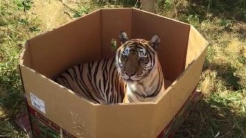 Кубики на май #7