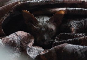 Коты-ниндзя, которые в совершенстве освоили древнее боевое искусство ниндзюцу
